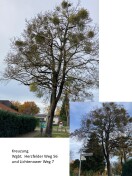 Foto: Sehr starker Mistelbefall an 2 Strassenbäumen über dem Fussweg 